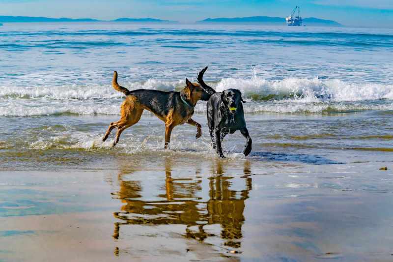 Beaches That Are Dog Friendly Near Me