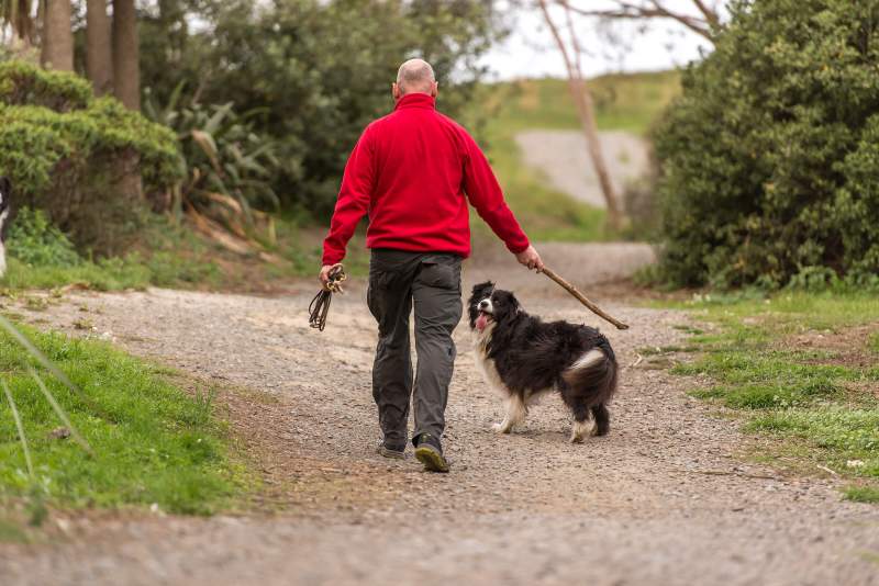 Best Dog Friendly Beach Vacations East Coast