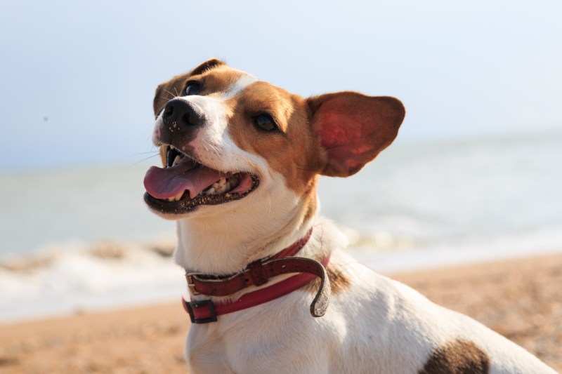 Best Dog Friendly Beaches Devon