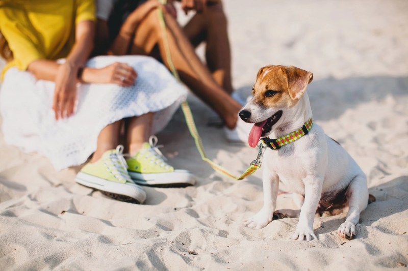 Best Dog Friendly Beaches In Florida