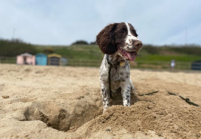 Best Dog Friendly Beaches Near Me