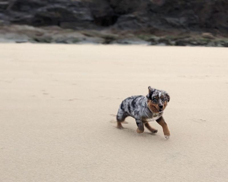 Best Dog Friendly Beaches On The East Coast