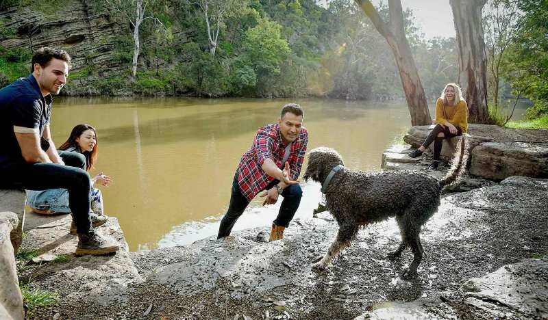 Best Dog Friendly Beaches Victoria