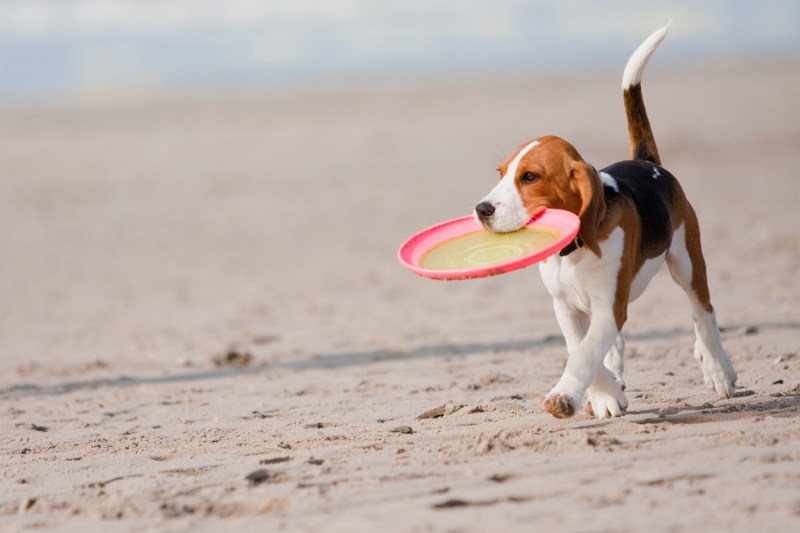 Best Dog Friendly Beaches Yorkshire