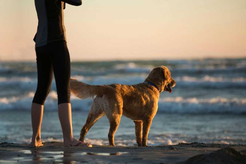 Best Dog Friendly Beaches