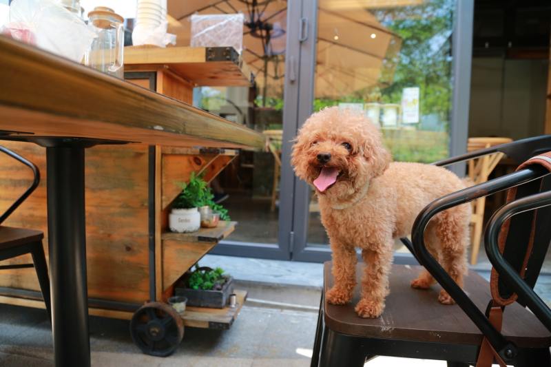 Best Dog Friendly Cafes York