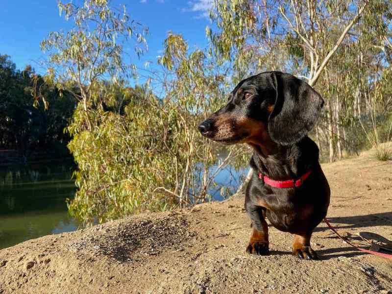 Best Dog Friendly Camping Victoria