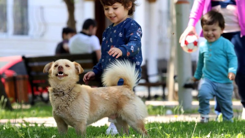 Best Dog Friendly Cities In The Us