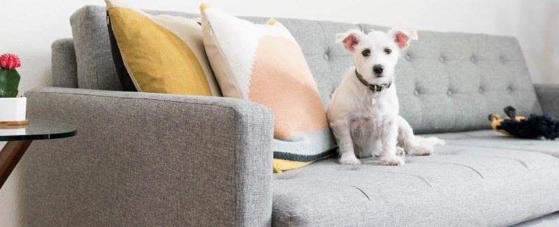 Best Dog Friendly Couches