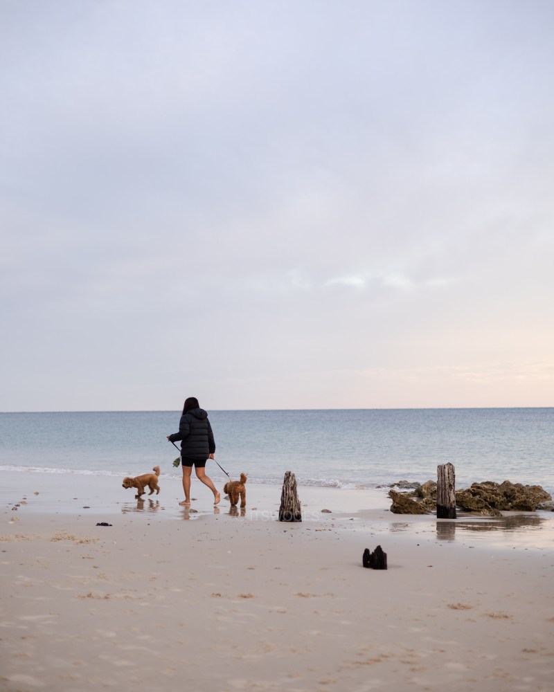 Best Dog Friendly Day Trips From Melbourne