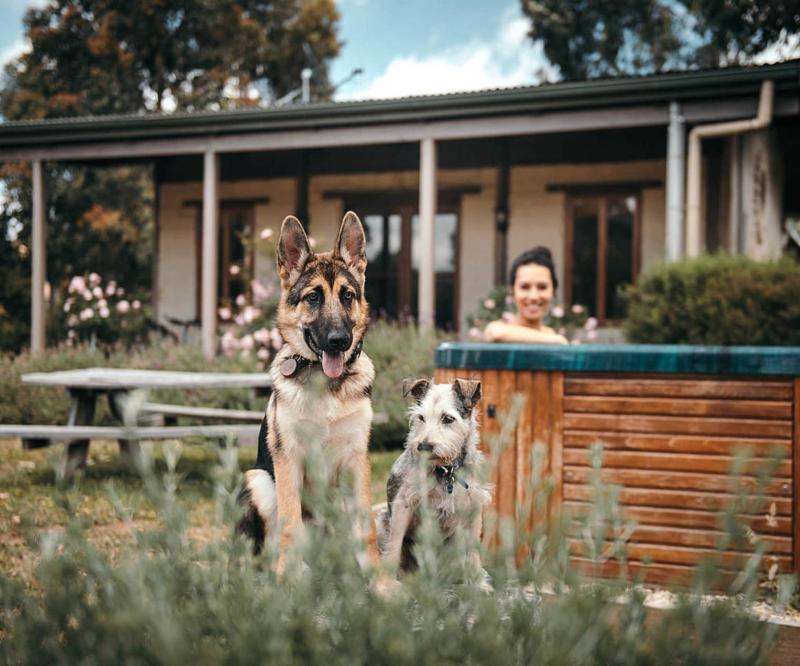 Best Dog Friendly Day Trips Melbourne