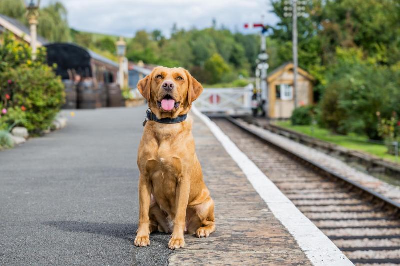 Best Dog Friendly Days Out Uk