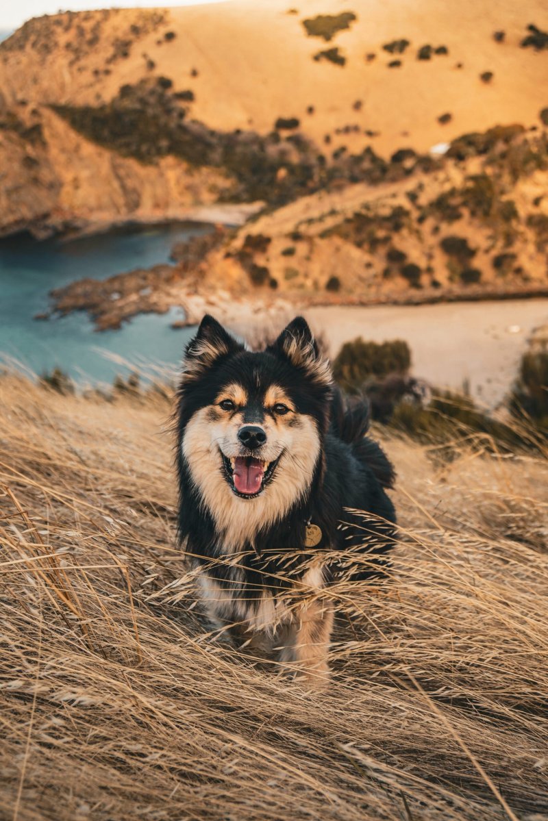 Best Dog Friendly Destinations