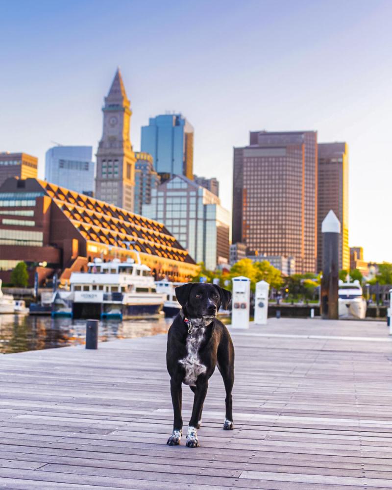 Best Dog Friendly European Cities