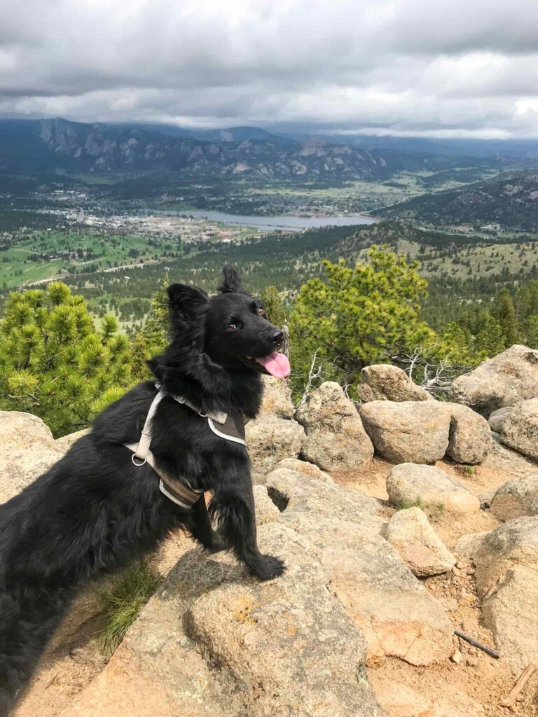 Best Dog Friendly Hikes In Colorado