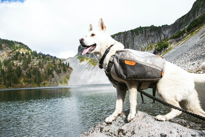 Best Dog Friendly Hikes Vancouver