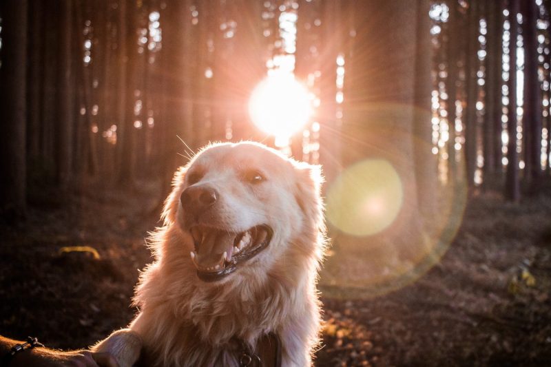 Best Dog Friendly Hikes Washington