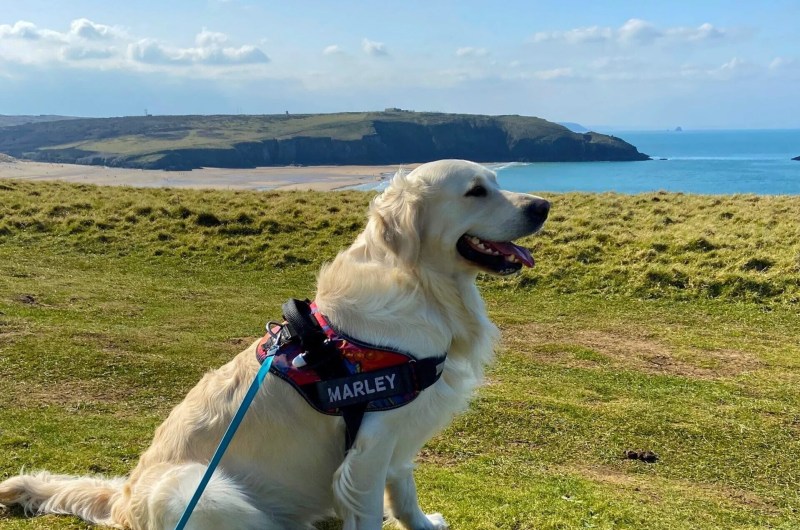 Best Dog Friendly Holidays Cornwall