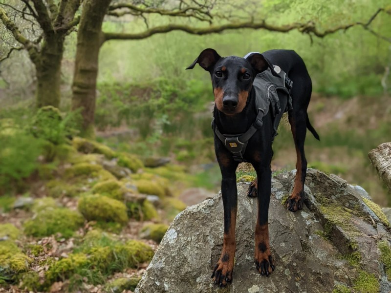 Best Dog Friendly Holidays Wales