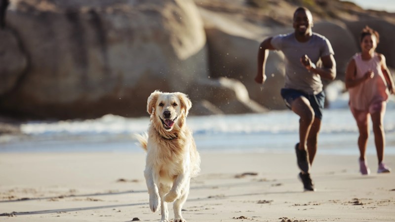 Best Dog Friendly Hotels In Us