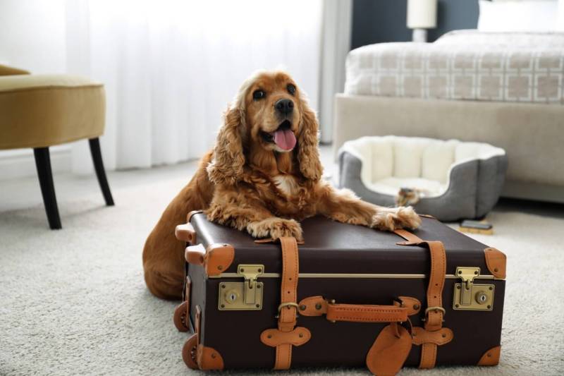 Best Dog Friendly Luxury Hotels Uk