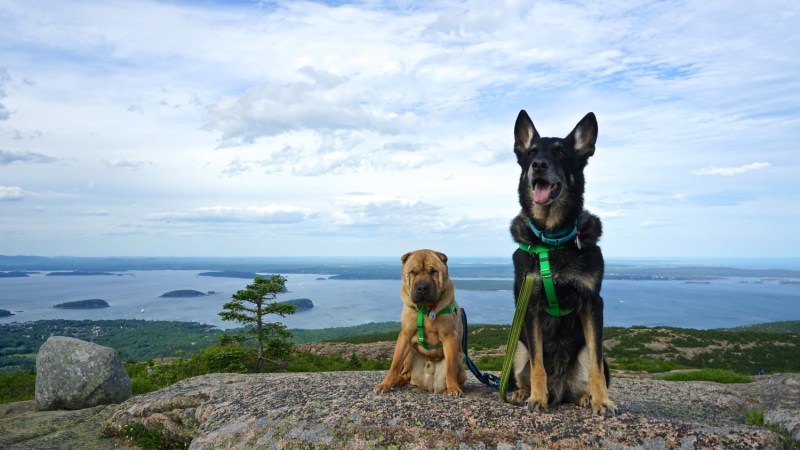 Best Dog Friendly National Parks