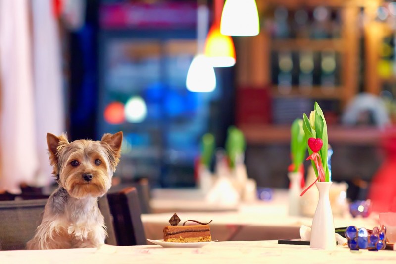 Best Dog Friendly Places To Eat Near Me