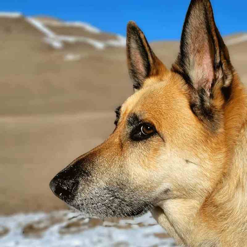 Best Dog Friendly Resorts In Colorado