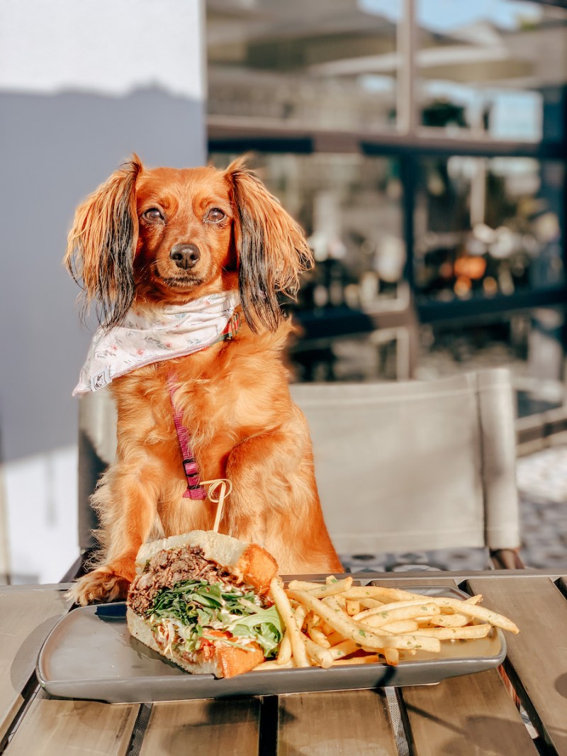 Best Dog Friendly Restaurants Orange County