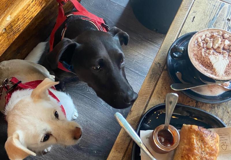 Best Dog Friendly Restaurants York