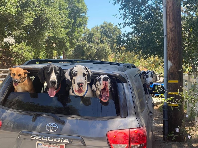 Best Dog Friendly Suv