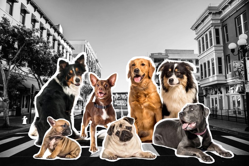 Best Dog Friendly Towns