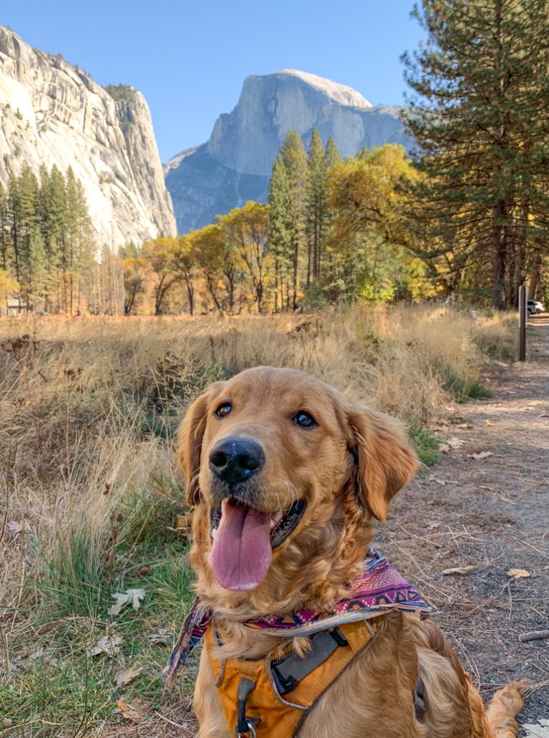 Best Dog Friendly Vacations In California