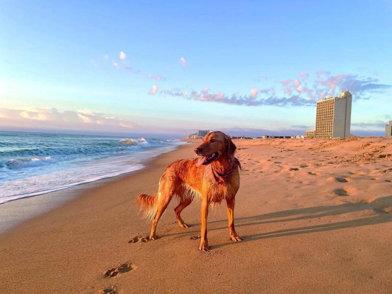 Best Dog Friendly Vacations In The South