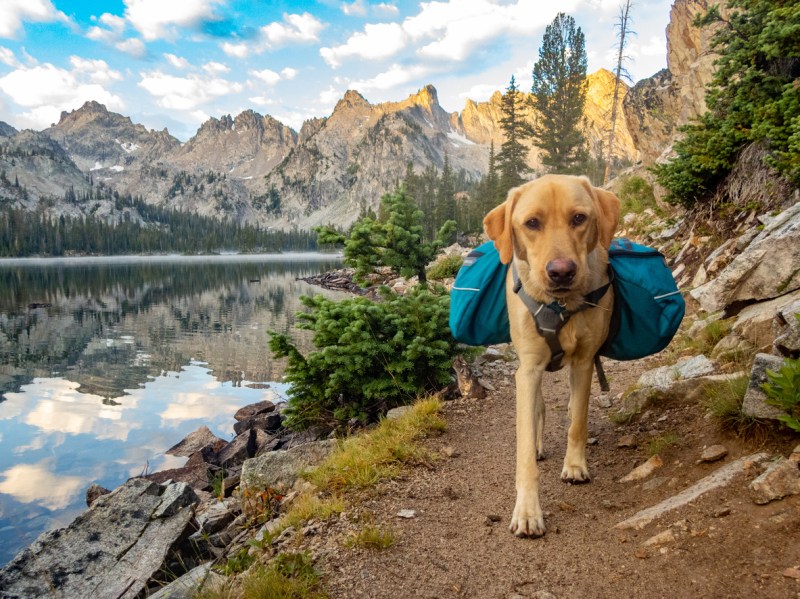 Best Dog Friendly Vacations Midwest