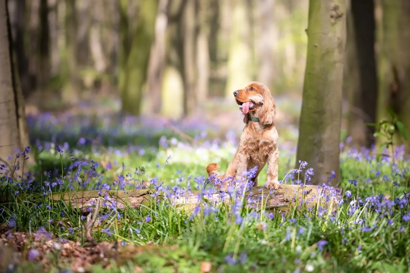 Best Dog Friendly Walks Lake District