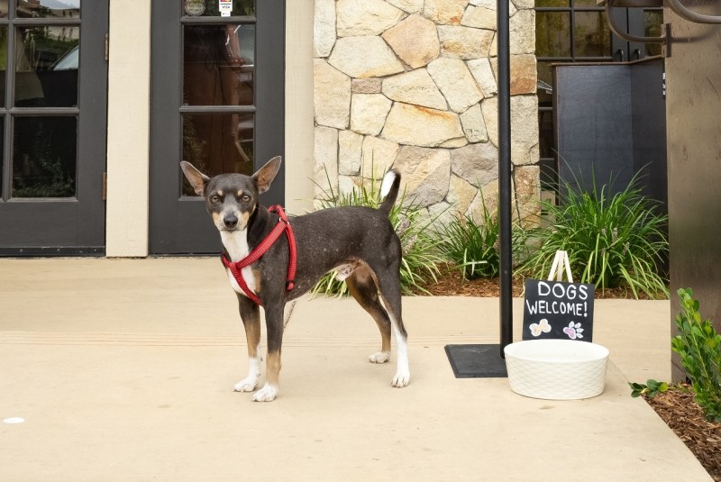 Best Dog Friendly Wineries In Napa