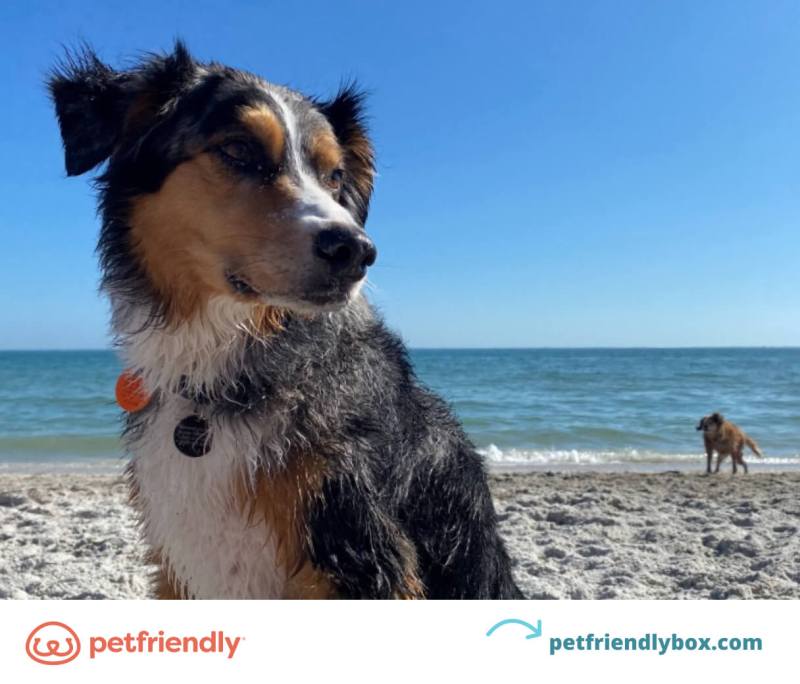 Best Dog Vacations East Coast