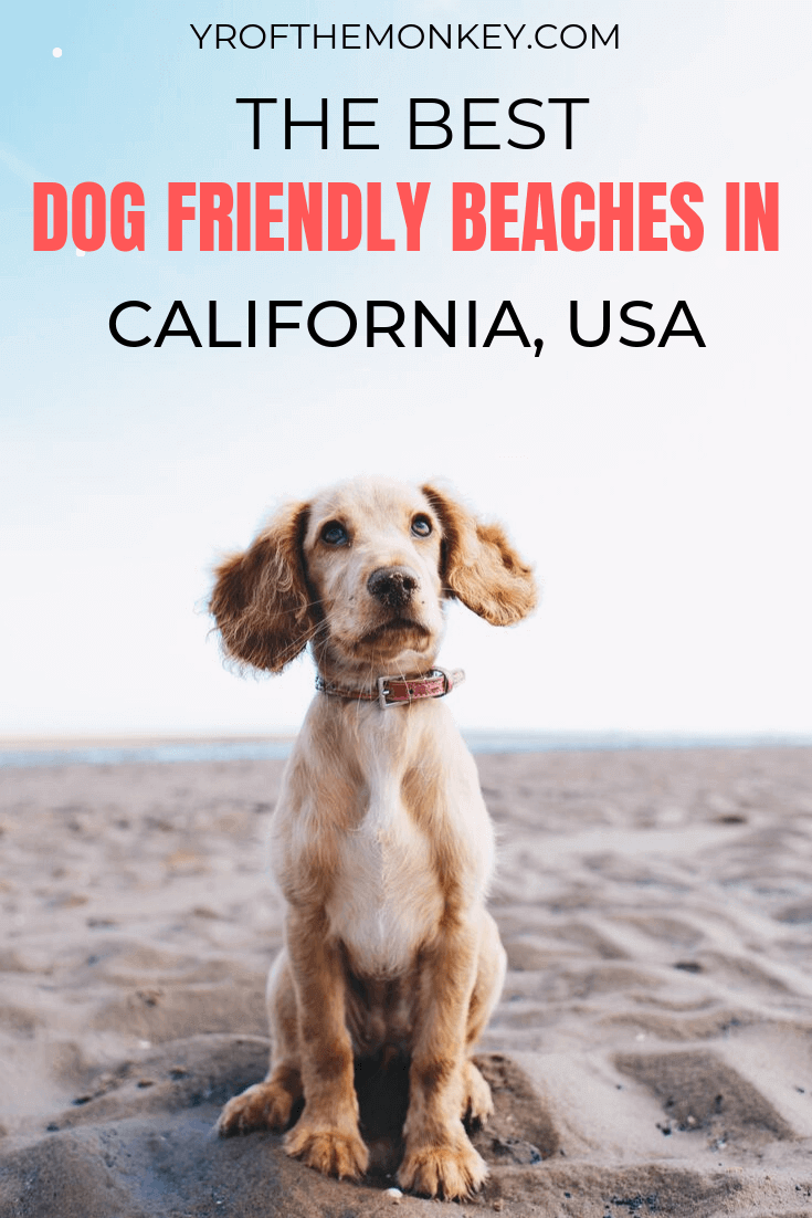 Best Dog Vacations In California