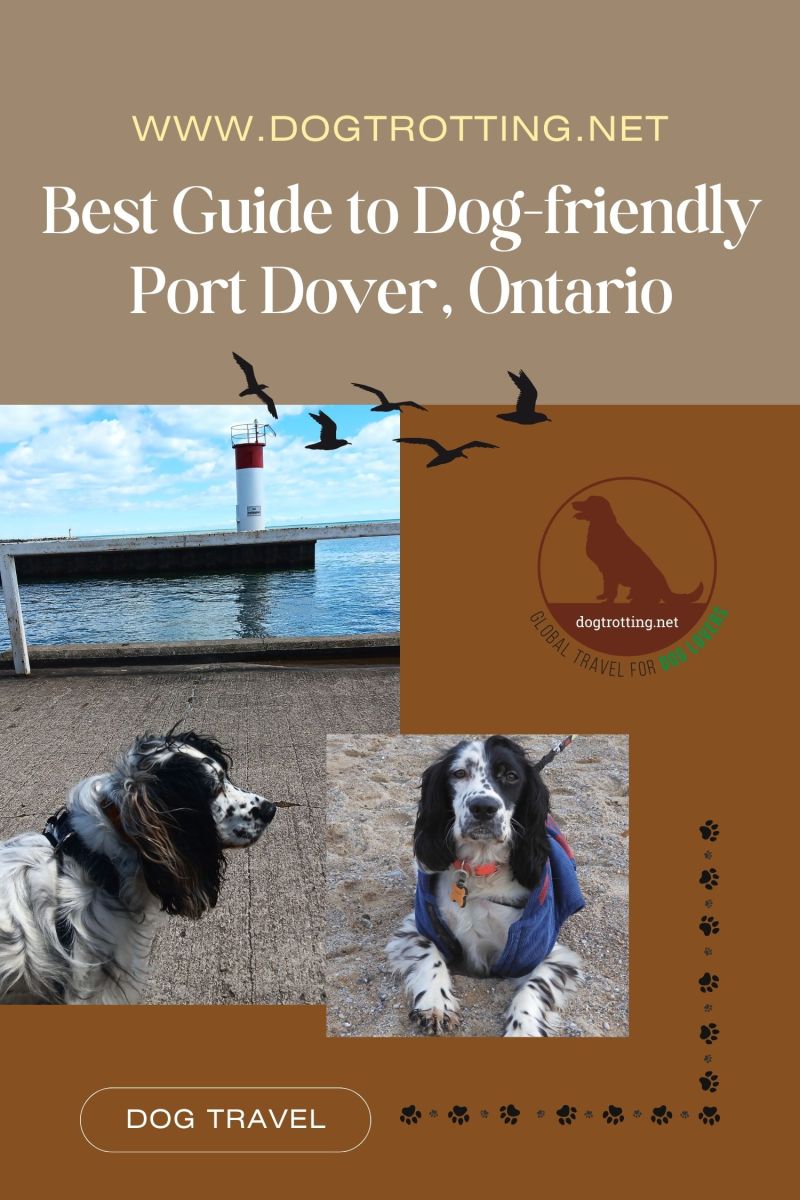 Best Dog Vacations Near Me