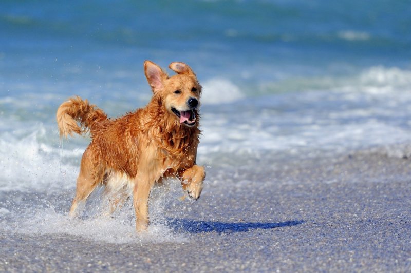 Best Pet Friendly Beach Resorts