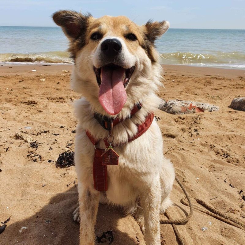 Best Pet Friendly Beaches On East Coast