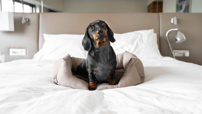 Best Pet Friendly Hotels In Las Vegas