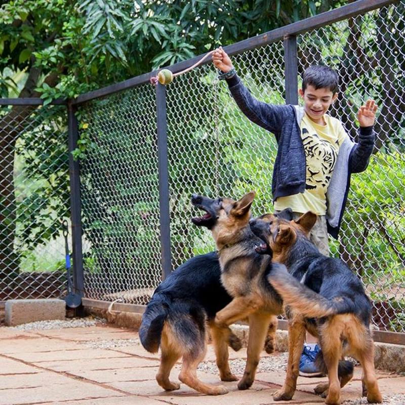 Best Pet Friendly Resorts In Karnataka