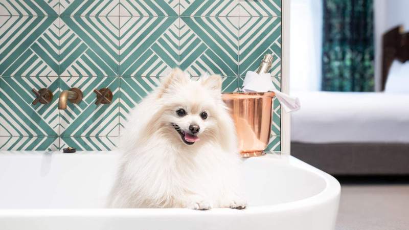 Best Pet Friendly Resorts In The South