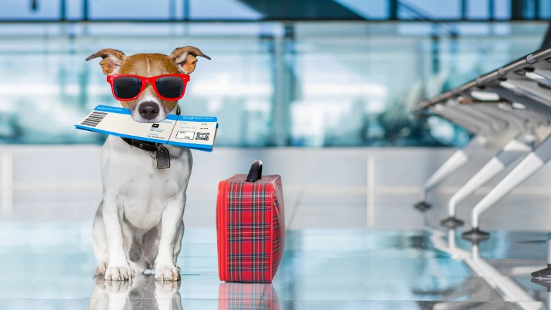 Best Pet Friendly Vacations In The Us