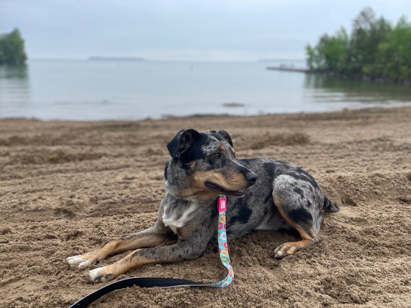 Day Trips With Dogs Ontario