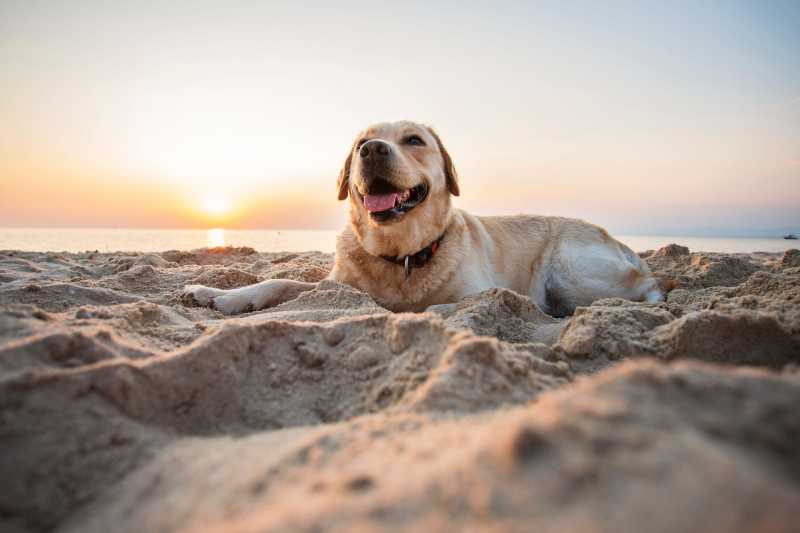 Dog Friendly Beaches East England