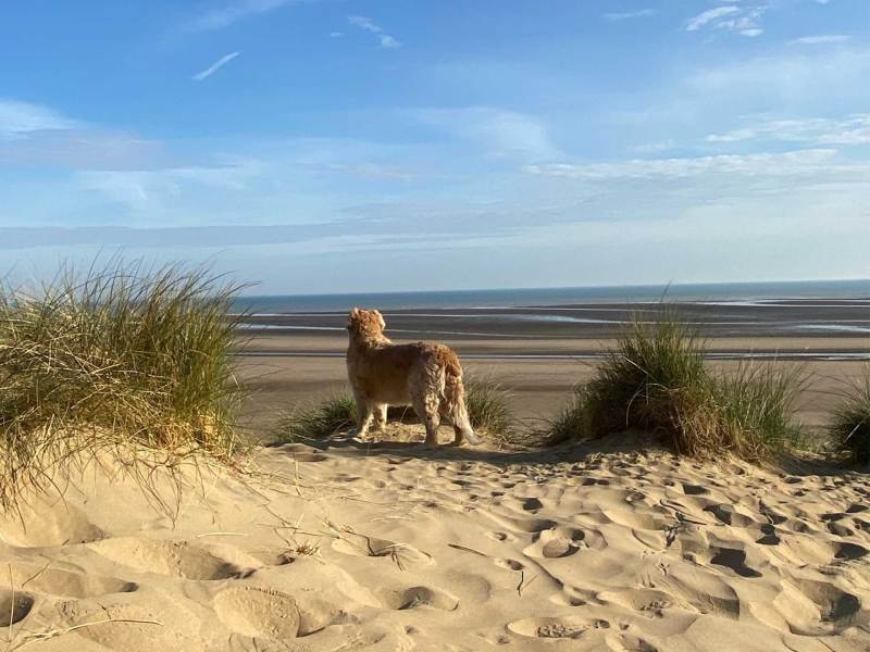 Dog Friendly Beaches East Sussex