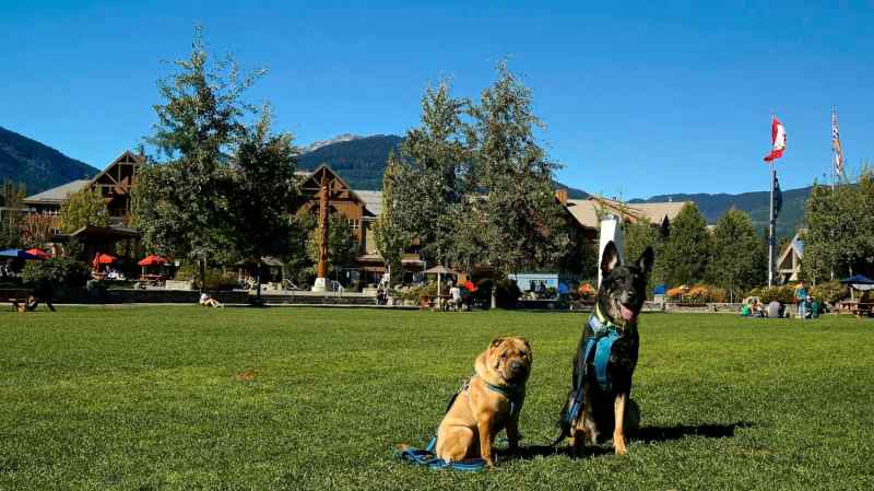 Dog-friendly Day Trips Ontario